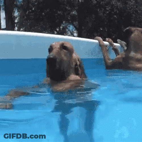 Wearing Sunglasses Dogpool GIF