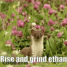 Weasel In Flowers Saying Rise And Grind Ethan GIF