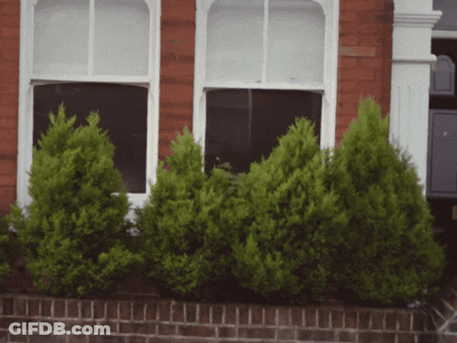 Weaving George Bush Shoe GIF