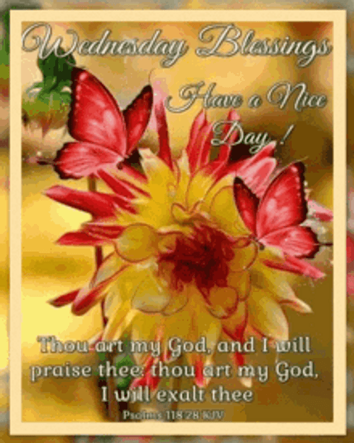 Wednesday Blessings Flowers Have A Nice Day GIF