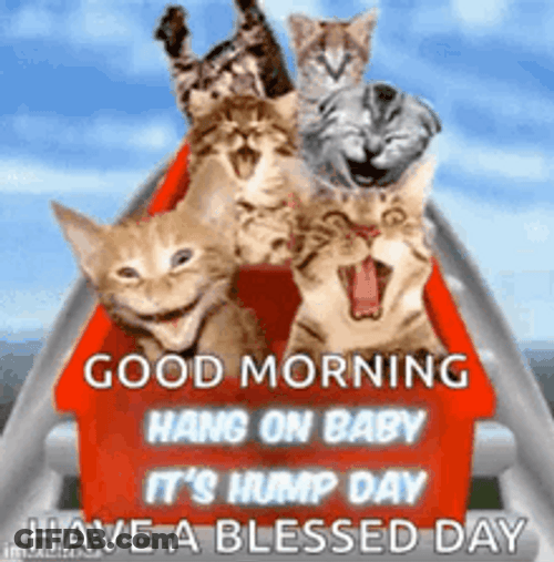 Wednesday Blessings Funny Cats Hump Day GIF