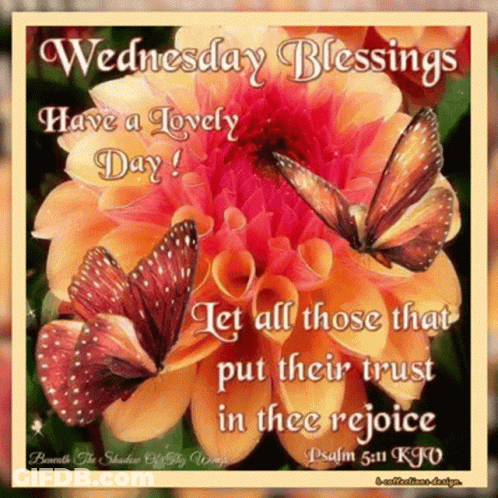 Wednesday Blessings Have A Lovely Day With Butterflies On Flower GIF