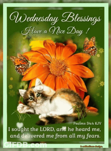 Wednesday Blessings Have A Nice Day With A Cat And Butterflies GIF