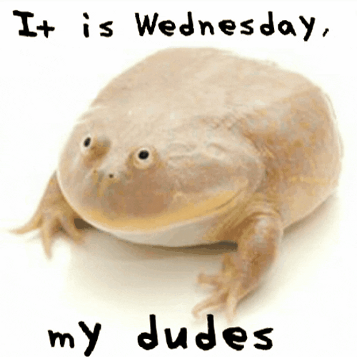 Wednesday Dudes Stout Frog Meme GIF