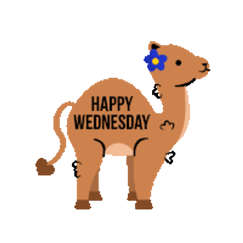 Wednesday Happy Wednesday Sticker GIF