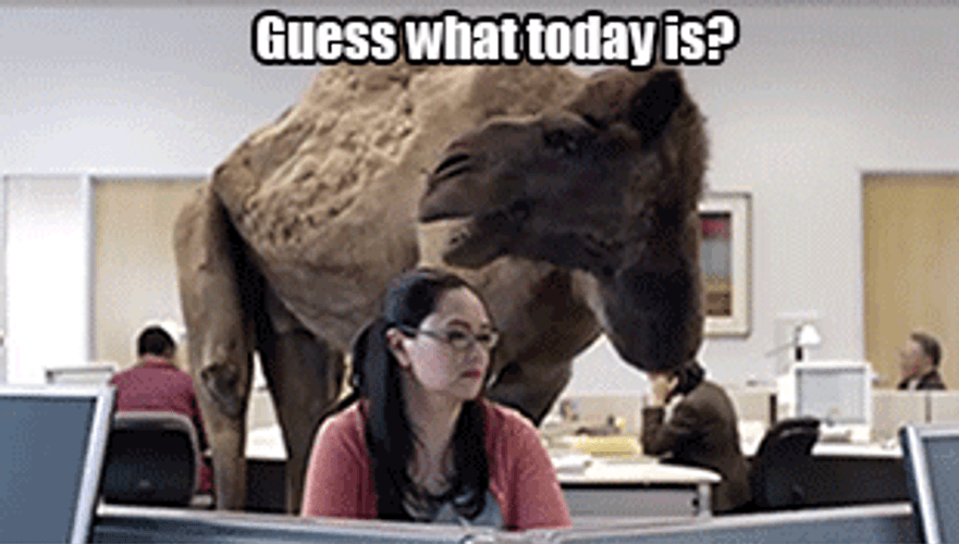 Wednesday Hump Day Camel GIF