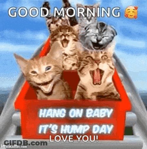 Wednesday Hump Day GIF
