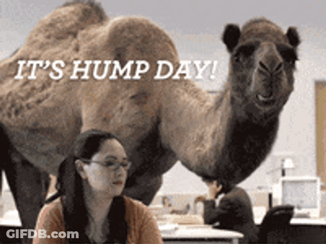 Wednesday Is Hump Day Graphic Design GIF