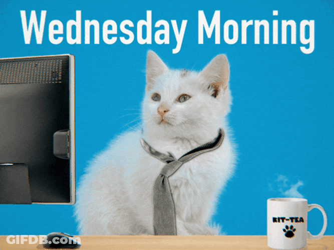 Wednesday Morning Cute Kitten With Tie GIF