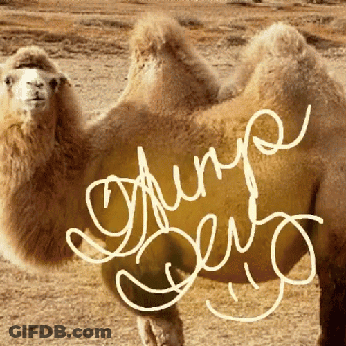 Wednesday Morning Funny Camel Humping GIF