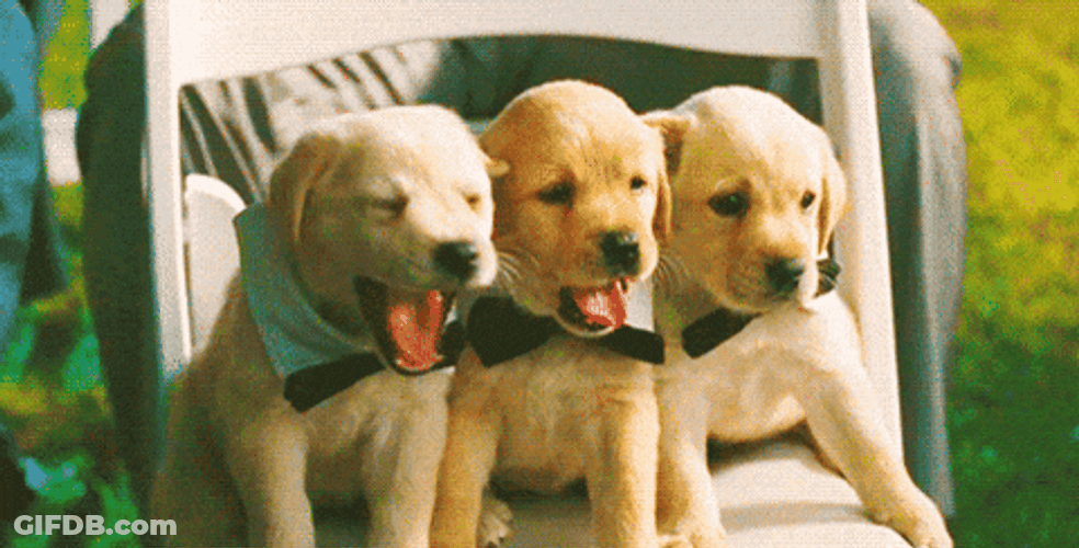 Wednesday Morning Funny Labrador GIF