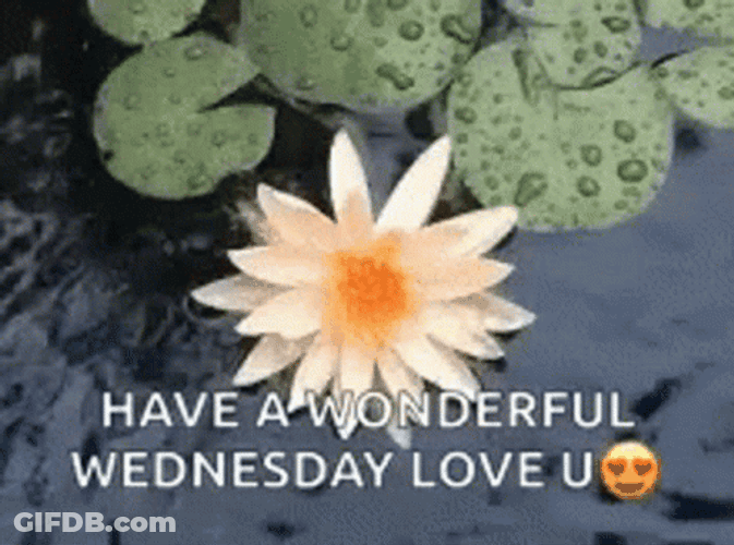 Wednesday Morning Lotus Flower GIF