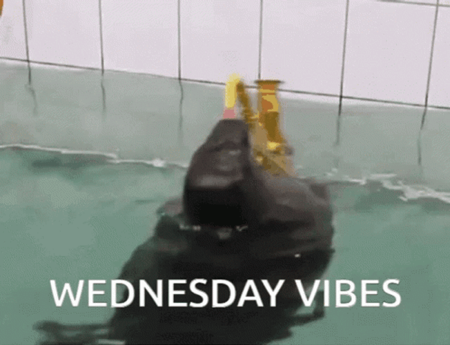 Wednesday Vibes Seal Spinning GIF