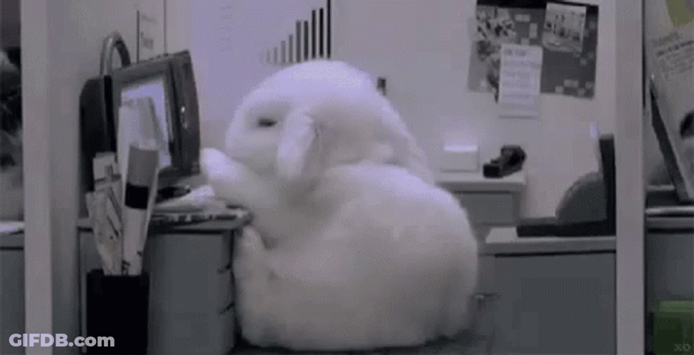 Wednesday Work Meme Sleepy White Rabbit GIF