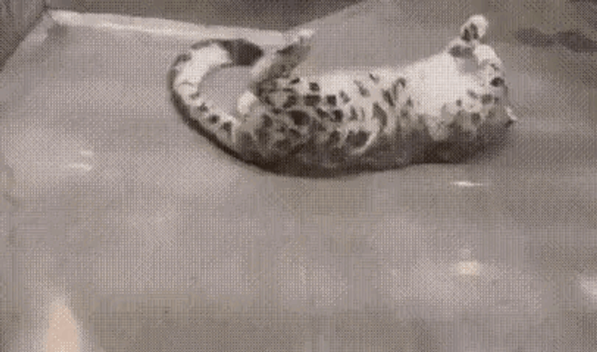 Weedpony Bobcat GIF