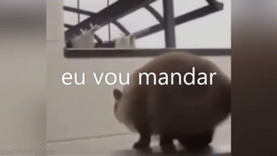 Weeee Cat Jump Attack GIF