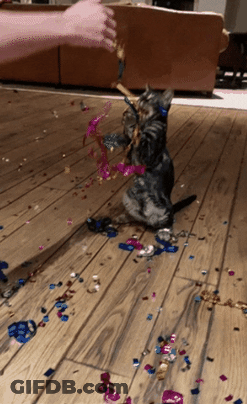 Weeee Cat Party Time GIF