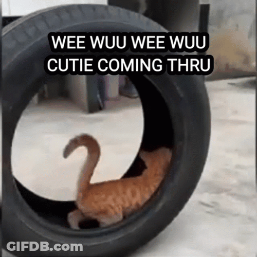 Weeee Cat Rolling Tire GIF