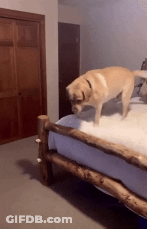 Weeee Dog Jump GIF