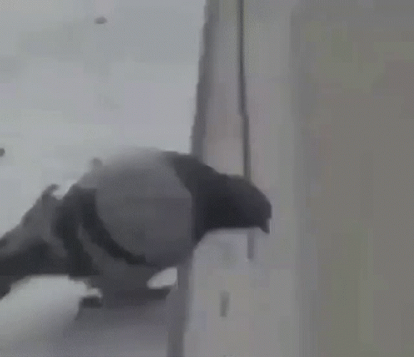 Weeee Pigeon Bird GIF