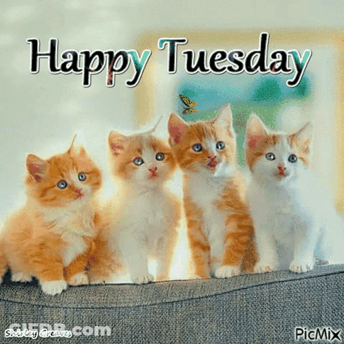 Week Day Meme GIF