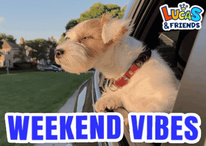Weekend Vibes Dog Leaning Out Car Window GIF