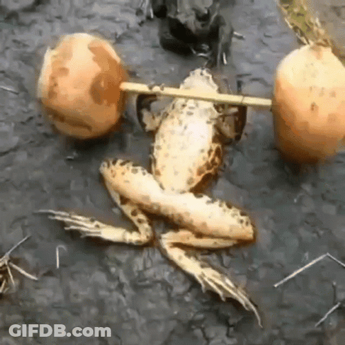 Weight Lifting Funny Frog Meme GIF