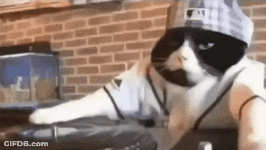 Weird Birthday Cat DJ Play GIF