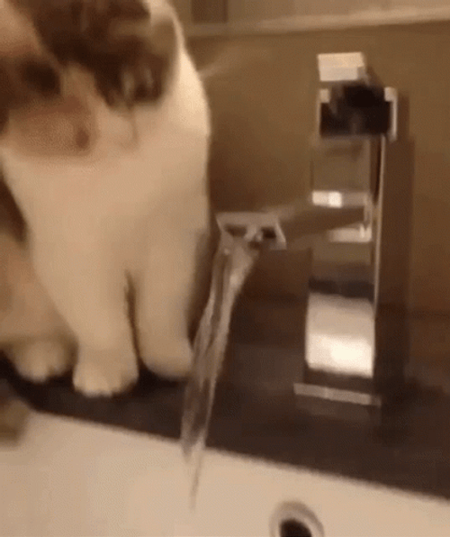 Weird Cat Acts Faucet Spout GIF