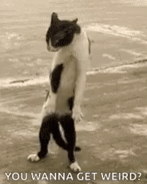 Weird Cat Standing Up GIF