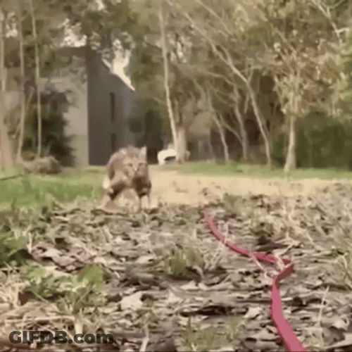Weird Cat Walking Coming GIF