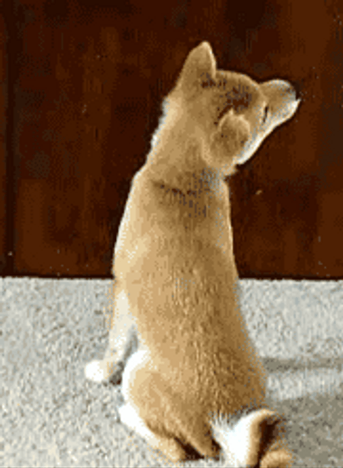 Weird Doge Head Flip GIF