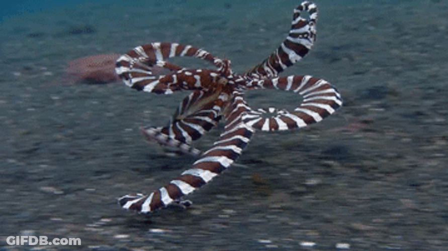 Weird Form Striped Octopus GIF