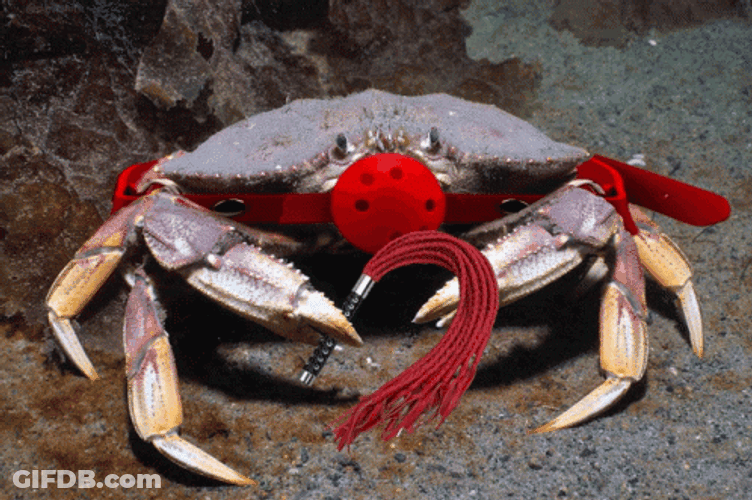 Weird Lobster Crab GIF