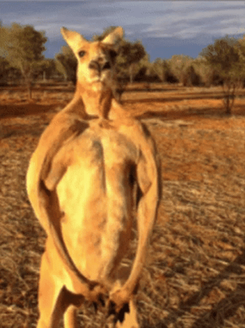Weird Muscular Kangaroo GIF