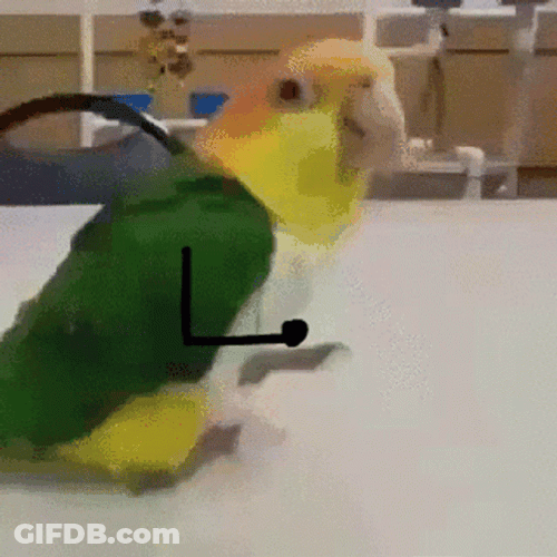 Weird Parrot Jumping GIF
