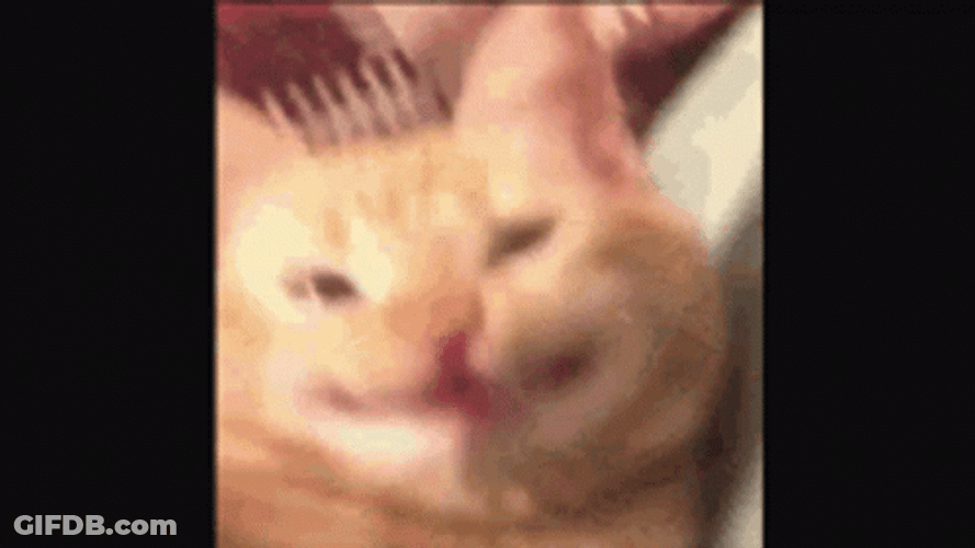 Weird Smile El Gato Meme GIF