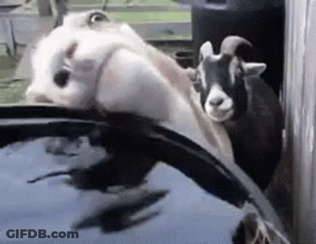 Weird Thirsty Licking Funny Goat GIF