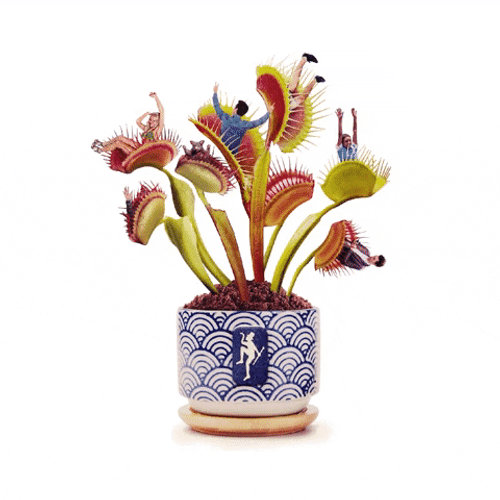 Weird Venus Fly Trap In Pot GIF