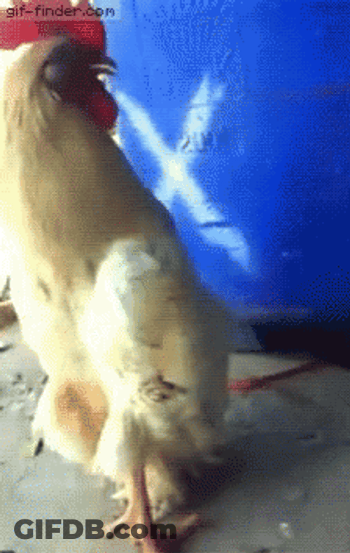 Weird Walking Cute Rooster GIF