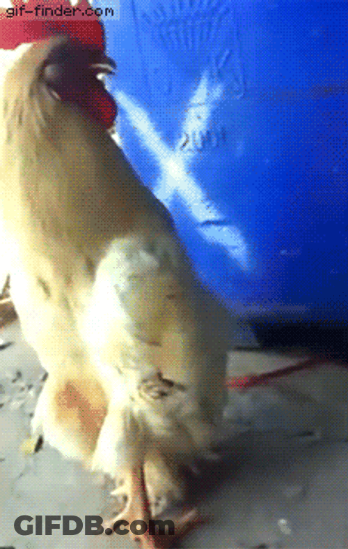 Weird Walking Rooster Crowing GIF