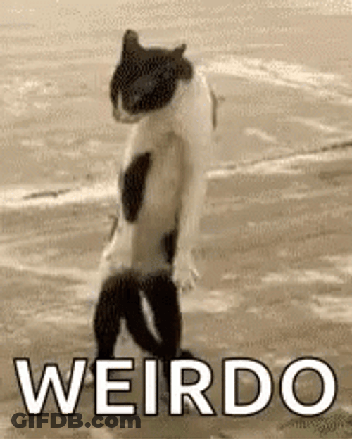 Weirdo Standing Cat GIF