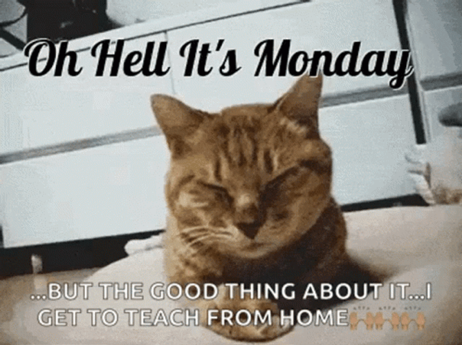 Welcome To Monday Disappointed Cat GIF
