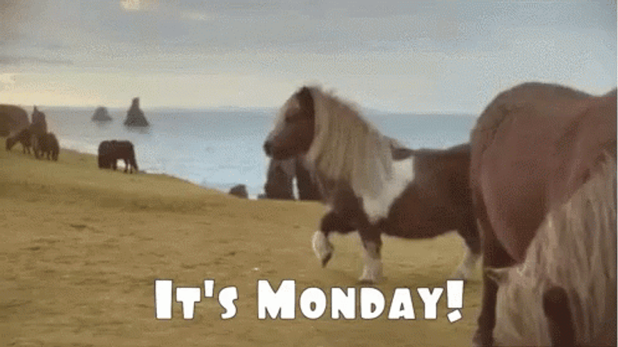 Welcome To Monday Its Monday Horse GIF