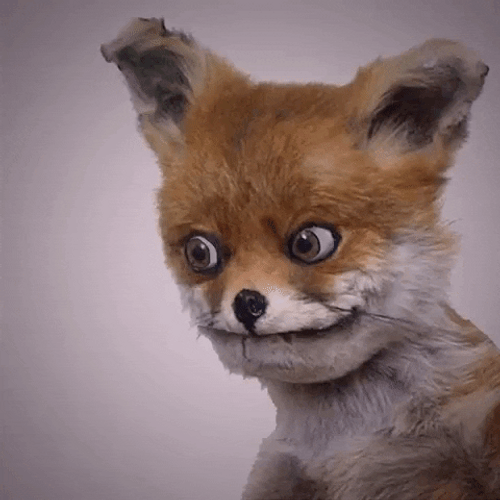 Well Damn Wolfy GIF