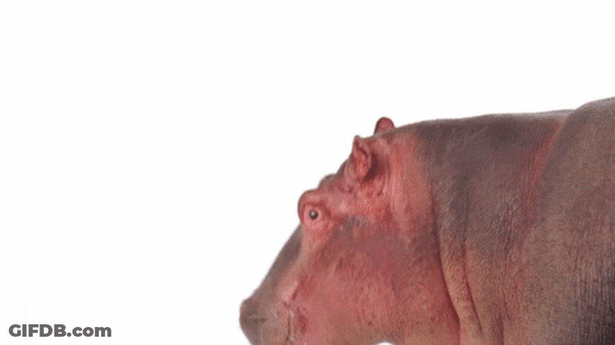 Well Hello There Cute Hippo GIF