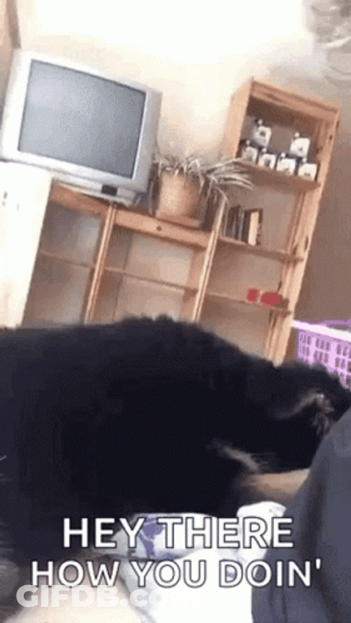 Well Hello There Derp Dog GIF