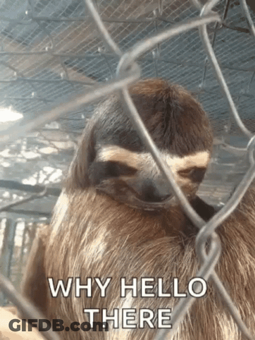 Well Hello There Sassy Koala GIF