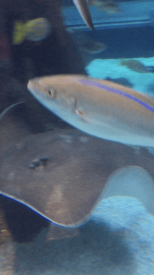 Well Hello There Swimming Stingray GIF