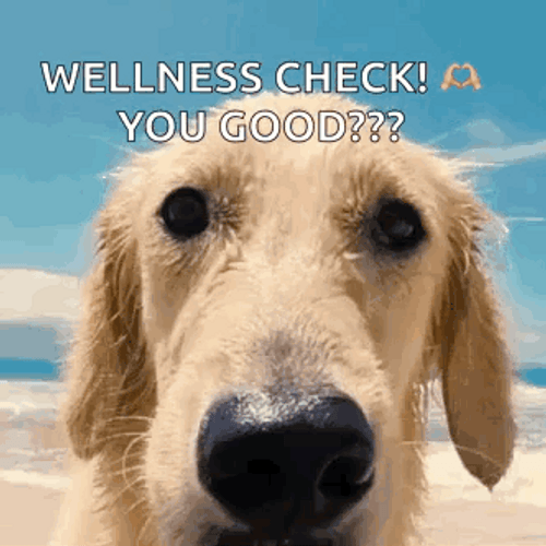 Wellness Checking In You Good GIF